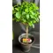 Ficus Microcarpa-Moclame (1) Φυτό Σε Ποιοτική Γλάστρα ή Καλάθι. (90)cm Ύψος "Twisted"