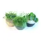 Globee is easy to arrange and attach in various ways.
So that you can green up your world in a simple, stylish and space-saving way.