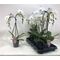 Phalaenopsis orchid two spikes heart shape