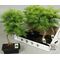 Bonsai plant "Metasequoia"  height appr. 0,45m. in ceramic pot diam. 0,20m. !! Exclusive !!!!