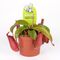 Nepenthes Alata or Bloody Mary Plant Carnivorous (1) piece  in glass vase or ceramic pot with Decoration. Big Size Pot 12cm.