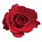 (41) red roses 40cm. (Head Size H 3,5cm W 2,5cm) bouquet with green fillings.Extra Quality Dutch. Super week Offer.