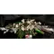 Christmas Table Arrangement & Decoration.
