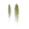 Air Plants "Tillandsias Usneoides" in Vase. Exclusive !!