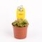 Drosera Aliciaea Plant Carnivorous (1) piece  in glass vase or ceramic pot with Decoration. Pot (9)cm.