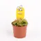 Drosera Aliciaea Plant Carnivorous (1) piece  in glass vase or ceramic pot with Decoration. Pot (9)cm.