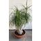 Plant Beaucarnea  height appr. 1.80m .in extra quality  pot. Very Exclusive (30+) years old plant..
