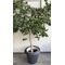 Plant Ficus "Twisted stem"  height appr. 3.50m .in extra quality  pot. Very Exclusive (30+) years old plant.
