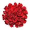 (21) Red Roses Freedom Ecuador 40cm !!! Very exclusive.
