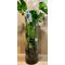 Φυτό Monstera Deliciosa. Σε κυλινδρικό γυάλινο βάζο 60εκ.χ20εκ.