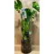 Φυτό Monstera Deliciosa. Σε κυλινδρικό γυάλινο βάζο 60εκ.χ20εκ.