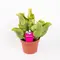 Sarracenia Purpurea φυτό σαρκοφάγο σε γυάλινο βάζο ή κεραμικό ποτ με διακόσμηση !!!  Ποτ (9)εκ.