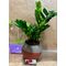 Φυτό Zamioculcas σε μοντέρνο ποτ "globee"