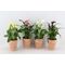 Plant Zandenteschia (calla). Pot, Glass or Basket 12cm height 20cm. (1) Plant