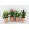 Φυτό Zandenteschia (calla). Ποτ, Γυάλινο ή Καλάθι 12cm ύψος 20cm. (1) Φυτό