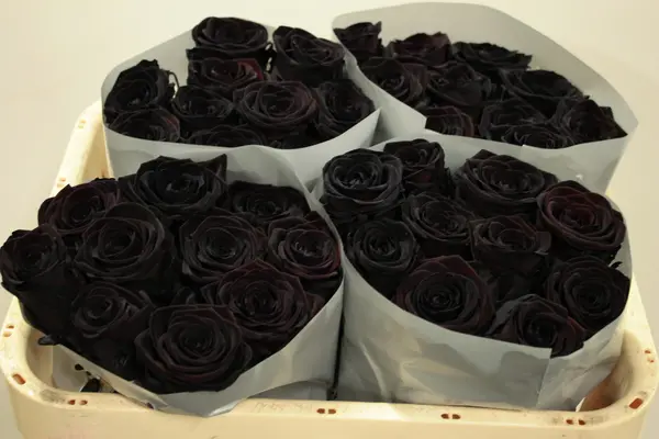 Roses Natural Black Baccara (21) stems. Very Exclusive. Gift Wrapped or Bouquet. Dyed. Exclusive.