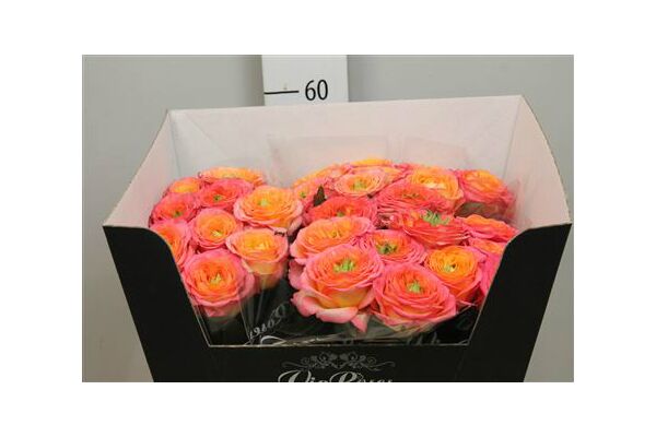 Exclusive "Houdini"  (11) stems Roses