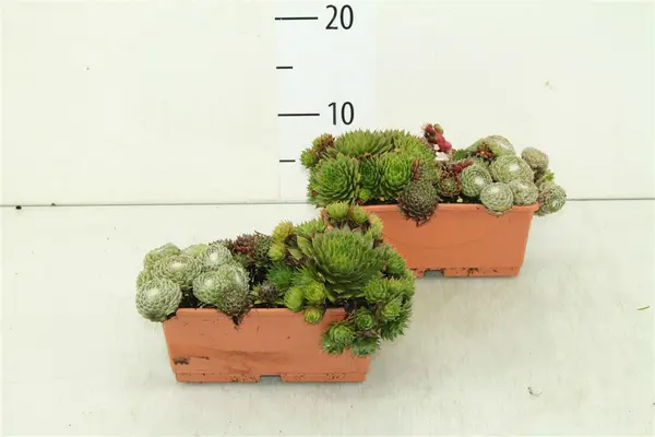 Sempervivum Σύνθεση  σε σκεύος !!!