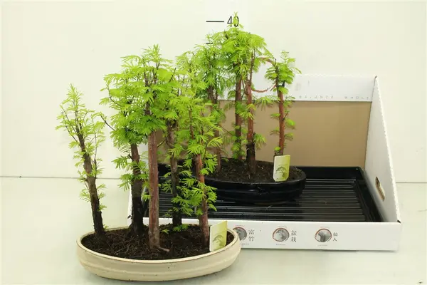 Φυτό μπονσάι "Metasequoia"