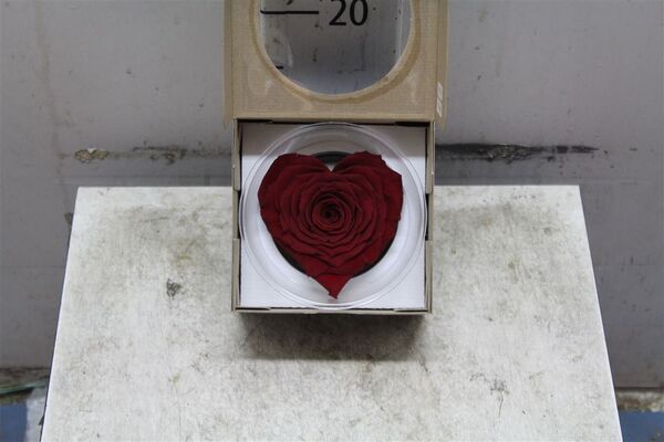 Τριαντάφυλλο βαλσαμωμένο σε σύνθεση. Φυσικό μεγάλο κεφάλι (10 cm) επεξεργασμένο!!! Νέο Είδος !!! "Σχήμα ΚΑΡΔΙΑΣ"