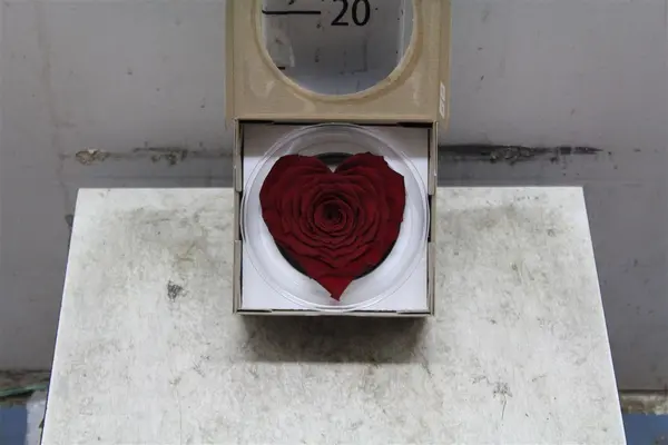 Rose Big Head (10cm)  (preserved) In Arrangement with decoration. "Heart Shape" !!!  Very Exclusive !!!