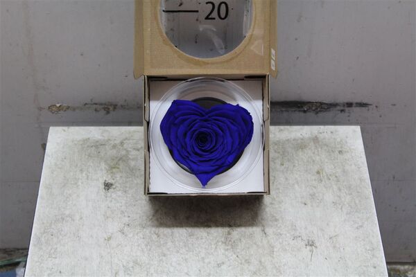 Τριαντάφυλλο βαλσαμωμένο σε σύνθεση. Φυσικό μεγάλο κεφάλι (10 cm) επεξεργασμένο!!! Νέο Είδος !!! "Σχήμα ΚΑΡΔΙΑΣ" Μπλε.