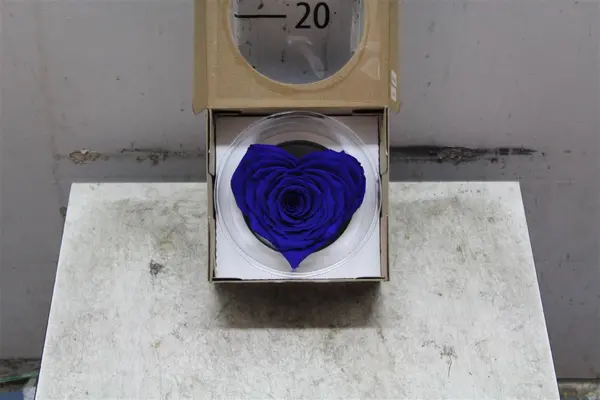 Rose Big Head (10cm)  (preserved) In Arrangement with decoration. "Heart Shape" !!! Blue.