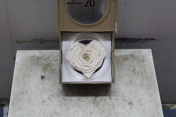 Τριαντάφυλλο βαλσαμωμένο σε σύνθεση. Φυσικό μεγάλο κεφάλι (10 cm) επεξεργασμένο!!! Νέο Είδος !!! "Σχήμα ΚΑΡΔΙΑΣ" Λευκό.