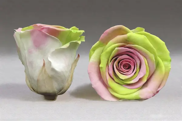 Rose Preserved "RAINBOW"  in "Glass Fanus" Diam 12 cm Height 14 cm .