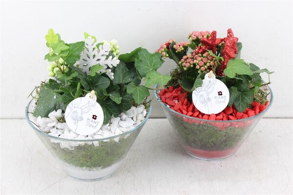 Christmas Plants & Decoration in PotChristmas Plants & Decoration in Pot