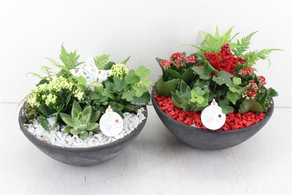 Christmas Plants & Decoration in Pot