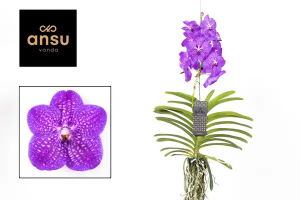 Vanda Orchid in glass vase
