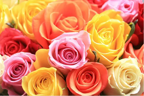 Big headed ecuadorian roses bouquet (35 stems) with greens !!!