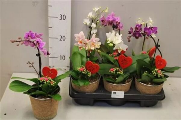 Αγίου Βαλεντίνου Μίνι Ορχιδέα Φαλαίνοψις Σύνθεση με καλαγχόη και διακόσμηση !!! (Μόνο για την Αθήνα & Αττική)