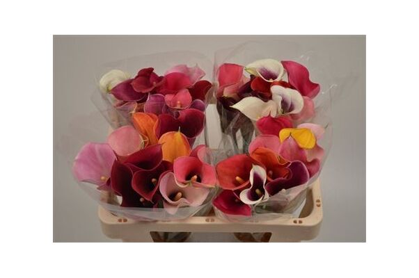 Ανθοπωλείο Κάλλες