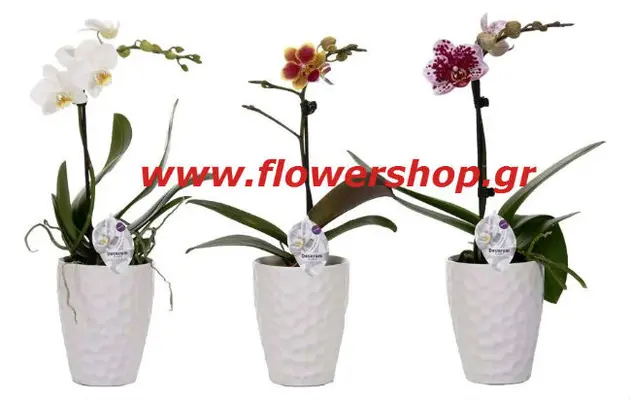 Phalaenopsis Orchid "Kollibri" + Pot !!!