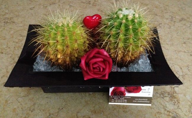 Arrangement with cactus