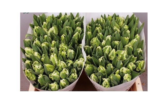 Τουλίπες Διάφορα Χρώματα Extra Special + Βάζο