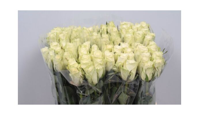(21) white  roses