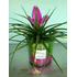 Tillandsia Cyanea in glass with decorative sand. Gift wrapped !!!