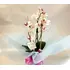 Ορχιδέα Phalaenopsis midi.