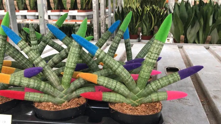 Sansevieria Cylindrica With Velvet Touch Colored Tops. In pot or basket !!! Height appr. 30cm.