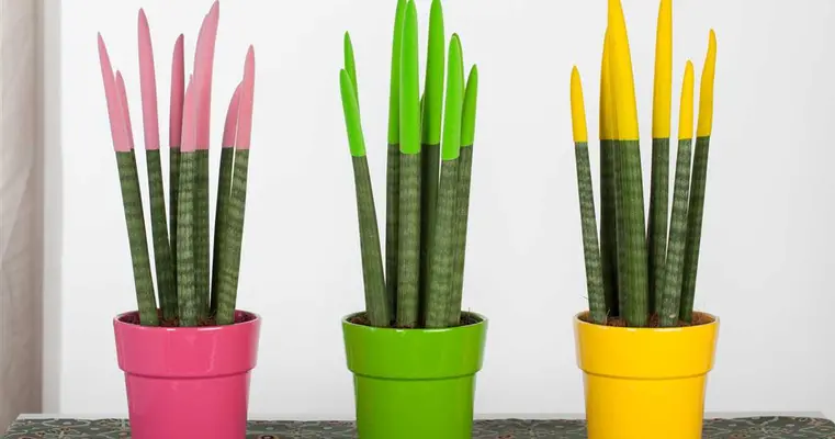 Sansevieria Cylindrica With Velvet Touch Colored Tops. In pot or basket !!! Height appr. 30cm.