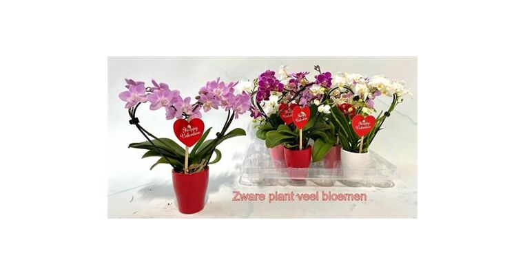 Valentine Love plant "Orchid"  in  pot. + Balloon + Teddy Bear !!! Heart Shape !!! (mini pot 6cm & height 15cm)