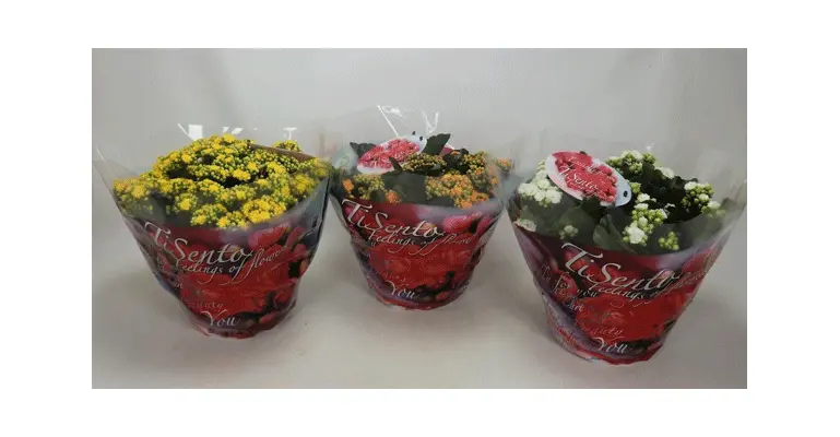 Kalanchoe Blossfeldiana