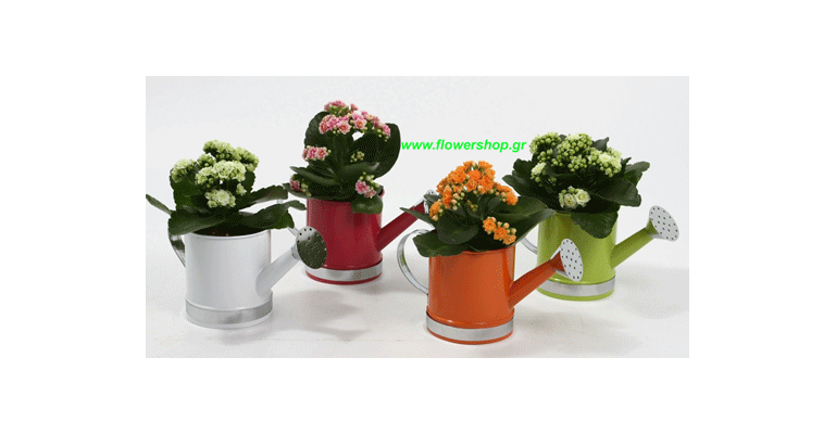 (4) Cute watering cans with Kalanchoe Plants !!!
