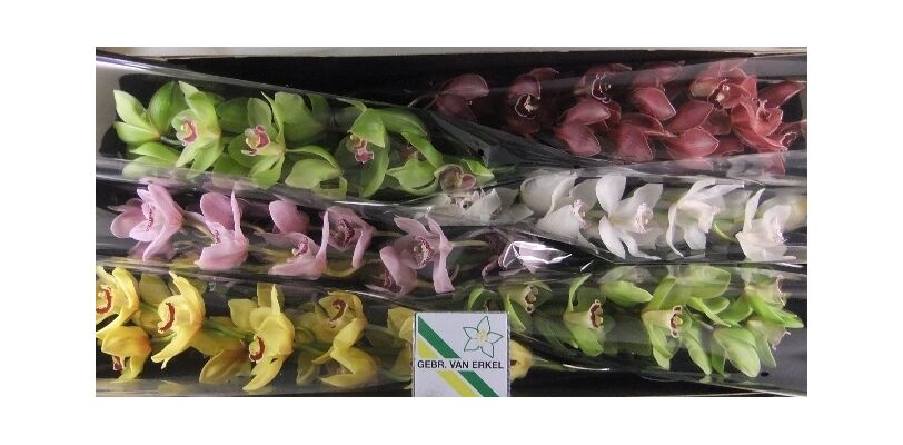 Ορχιδέες Σιμπιντιουμ X-Large