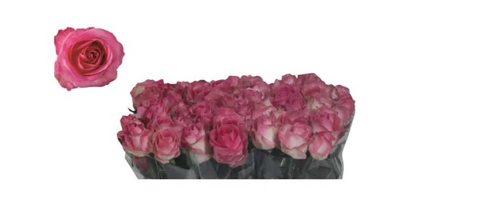 Pink Roses (21) stems Sweet or Peach Avalanche Dutch with Greens.