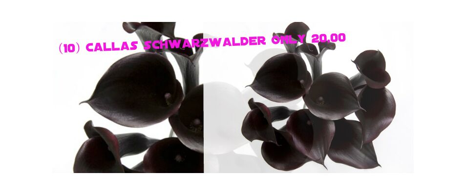 Callas Schwarzwalder "The True Black" (10) stems only 20,00€ !!!