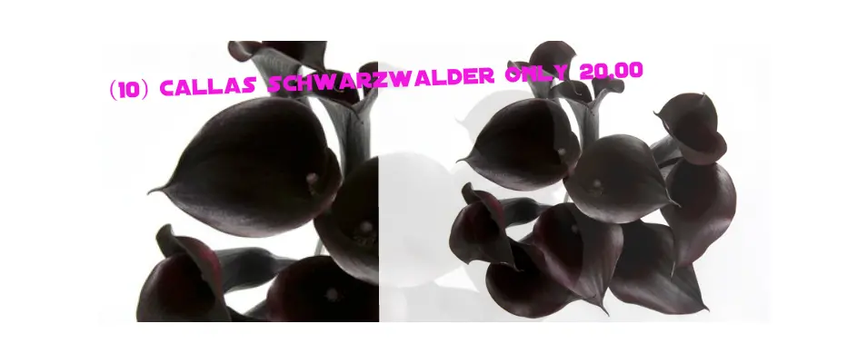 Ανθοπωλείο Κάλλες Schwarzwalder ! Οι Αυθεντικές Μαύρες !